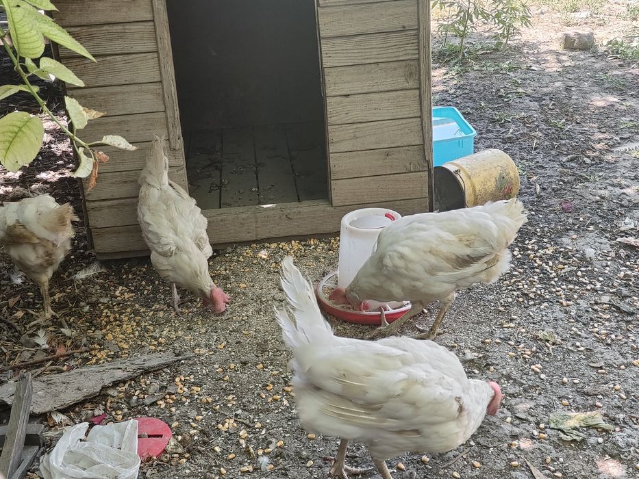 Домашные белые несушки