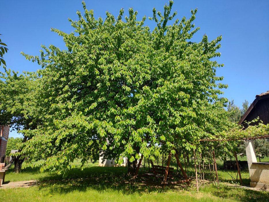 Casă de vacanță Satu Mare