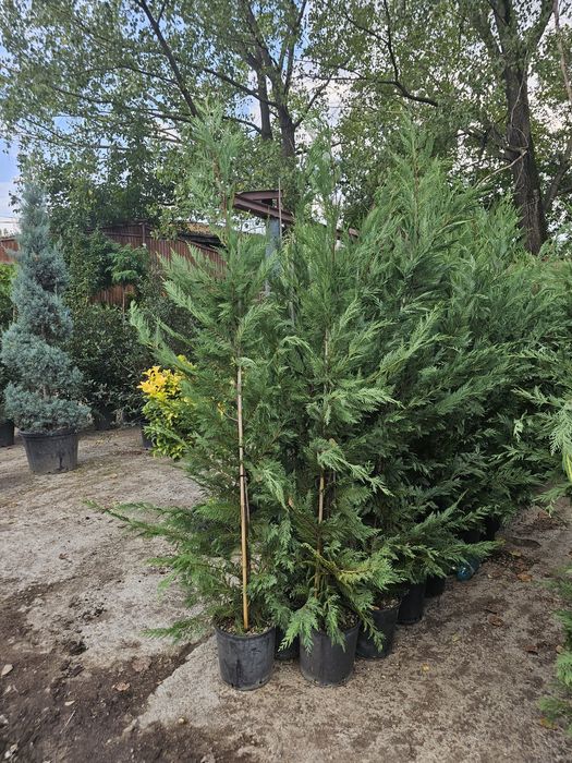 Lelandy spiraled pon pon