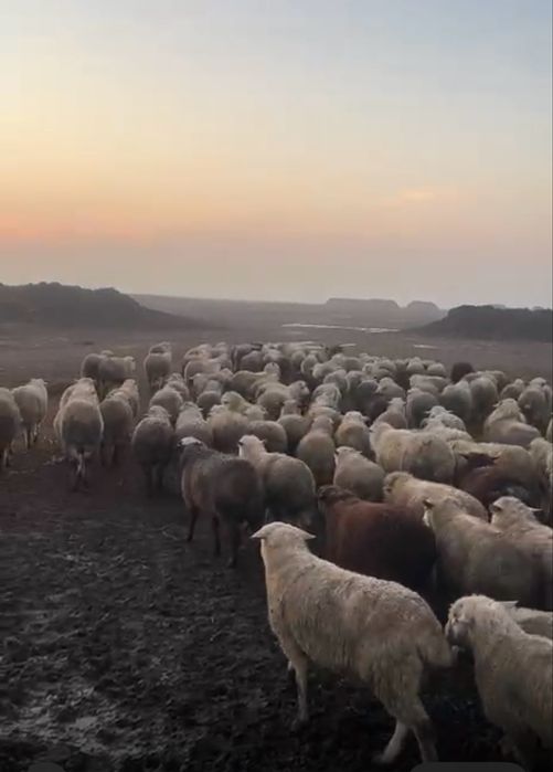 Тұсақтар сатылады