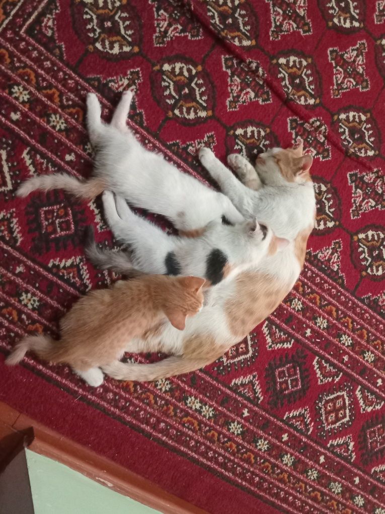 Мушук боласи кошка