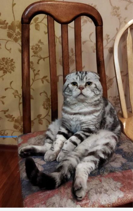 Чистокровный  обояинльный Шотландец