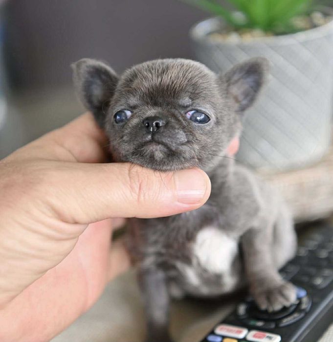 Женско миниатюрно чихуахуа синьо