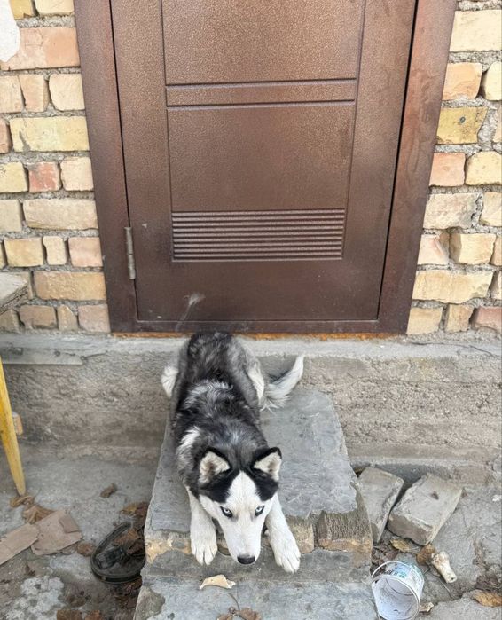 Продаётся собака хаски