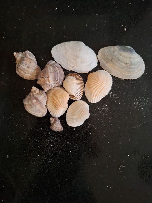 Scoici acvariu diverse forme