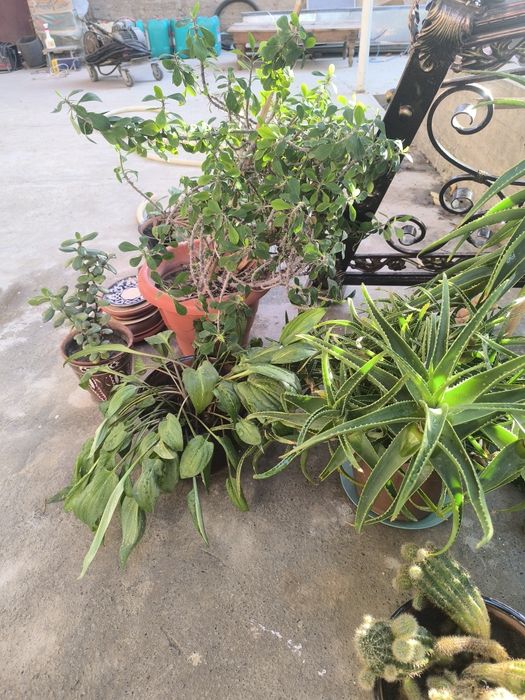 Aloe va boshqa gullar