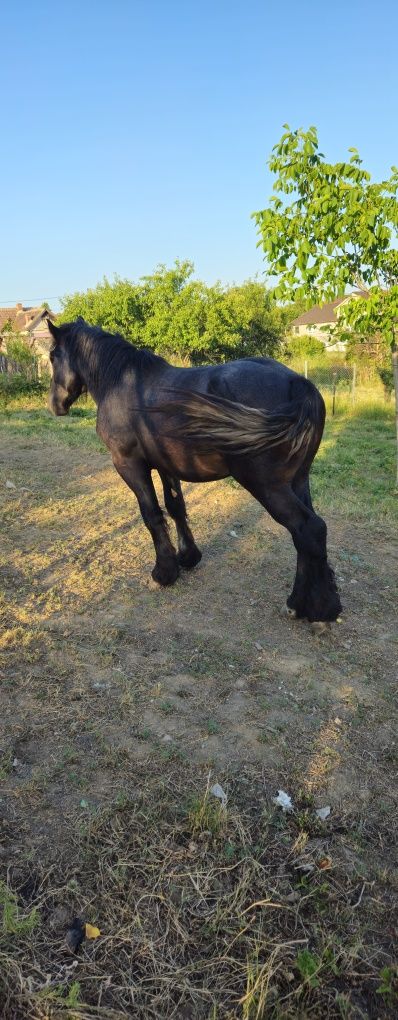 Manz de 1 an jumătate de vanzare