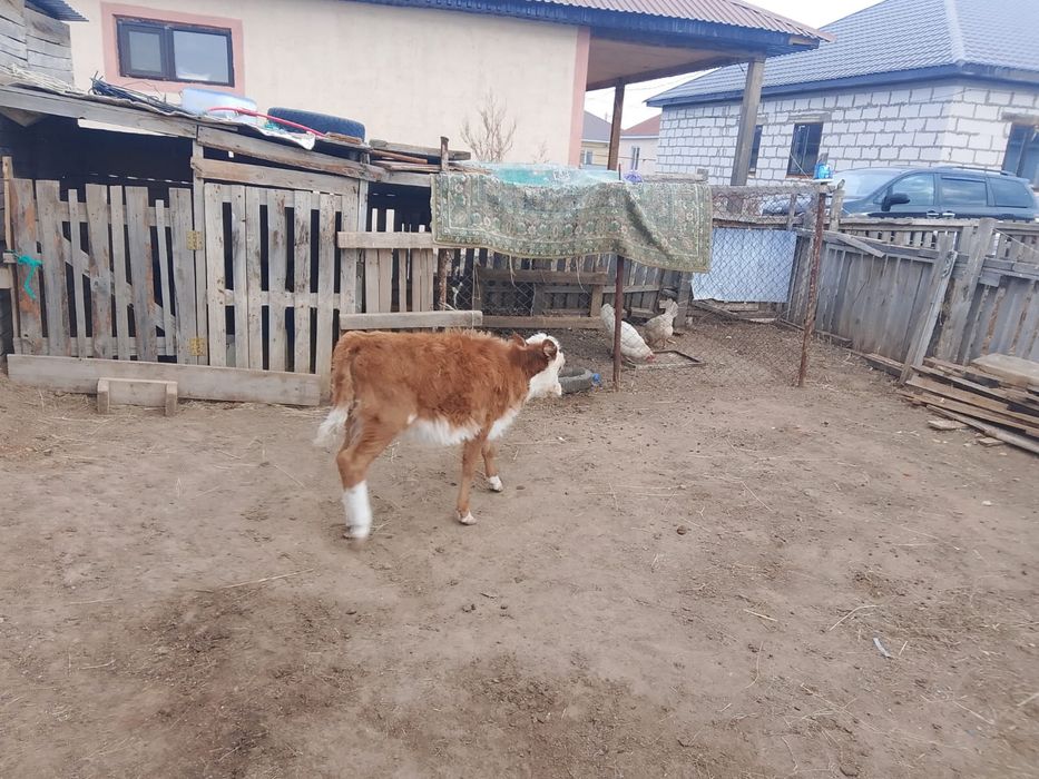 Баспак токты сатылады