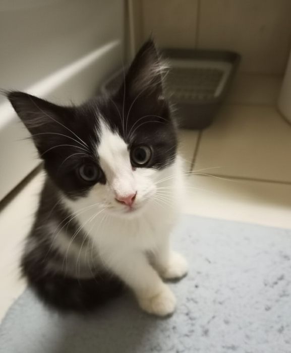 Котёнок мальчик, 2,5 мес