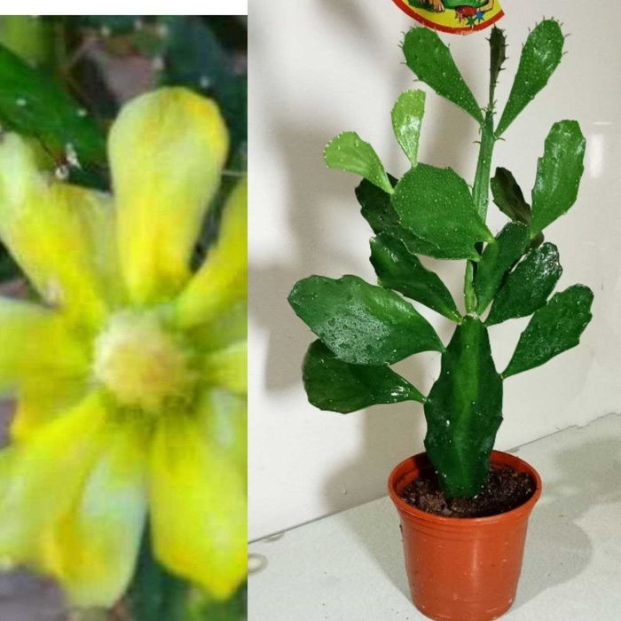 Продам. Бразилиопунция.