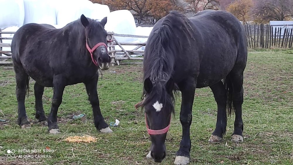 Vând 2 iepe Vamă -Buzaului