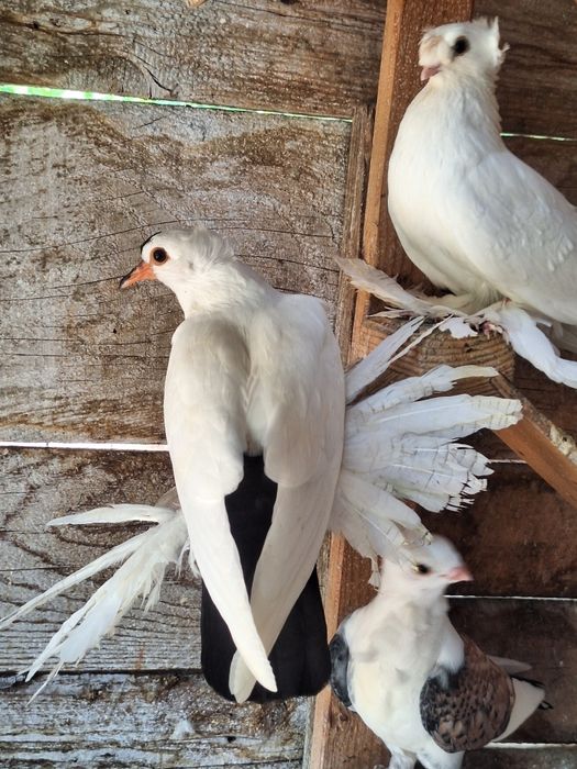 Rândunele de Saxonia 2025