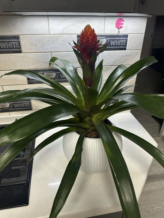 Растения-как естественный фильтр воздуха