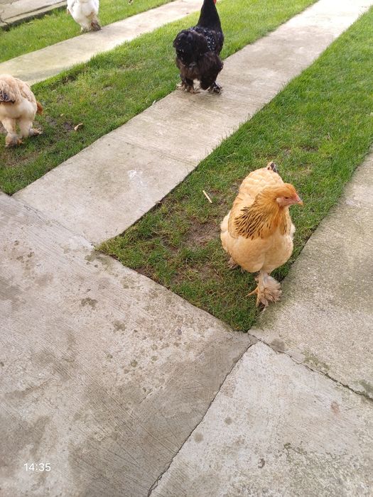 Găinii și Cucosii Braham HD