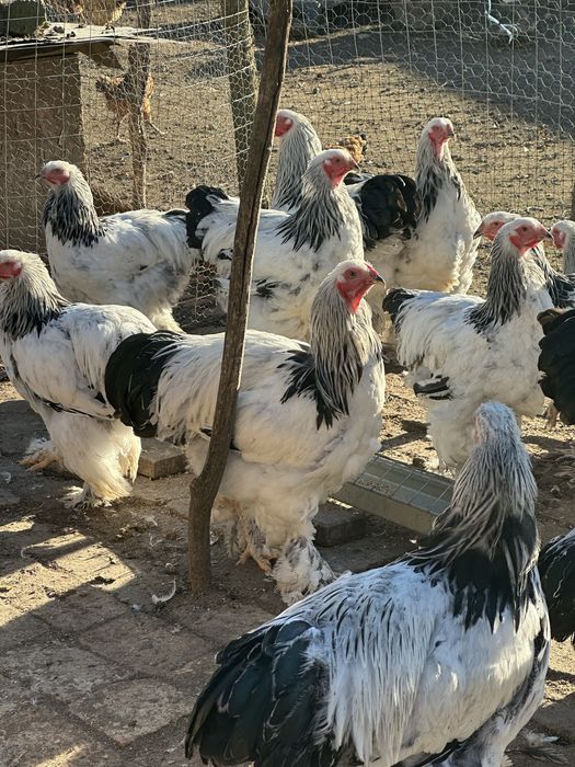 Găini si cocoși din rasa brahma !!!