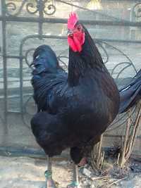 Vând  găini Australorp culoare negru și ouă 3 lei bucata