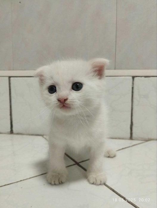 Котята скоттишфолд чистокровные