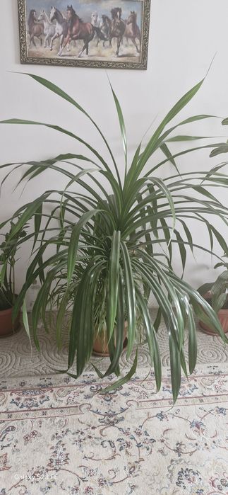 Большой цветок спотдантус