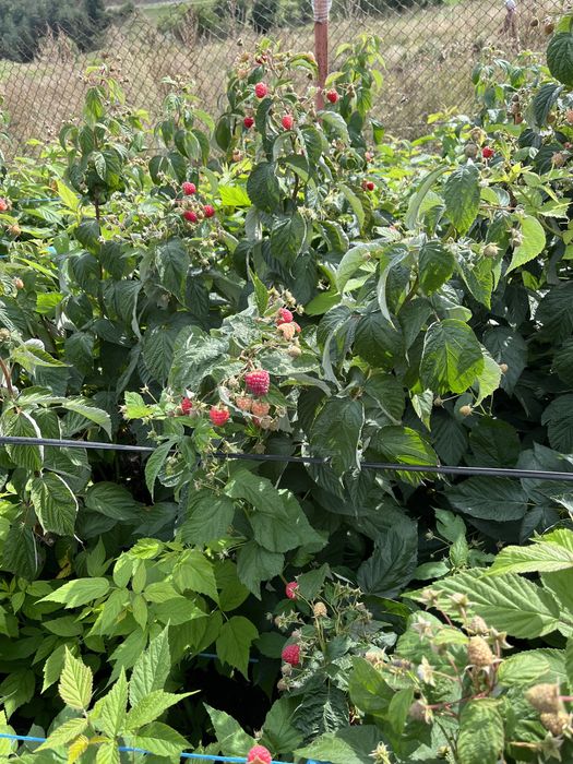 Разсад целогодишни малини