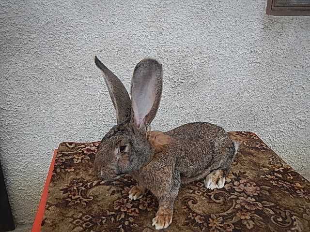 Urias german gri si gri fier -Masculi si femele