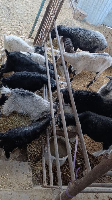 Хонаки эчкилар сотилади. 2 тадан тугади