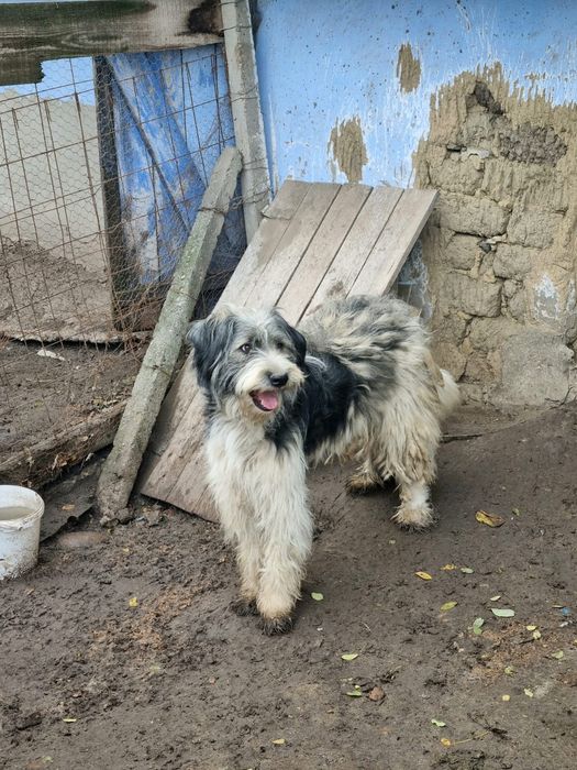 Donez 4 căței adorabili.