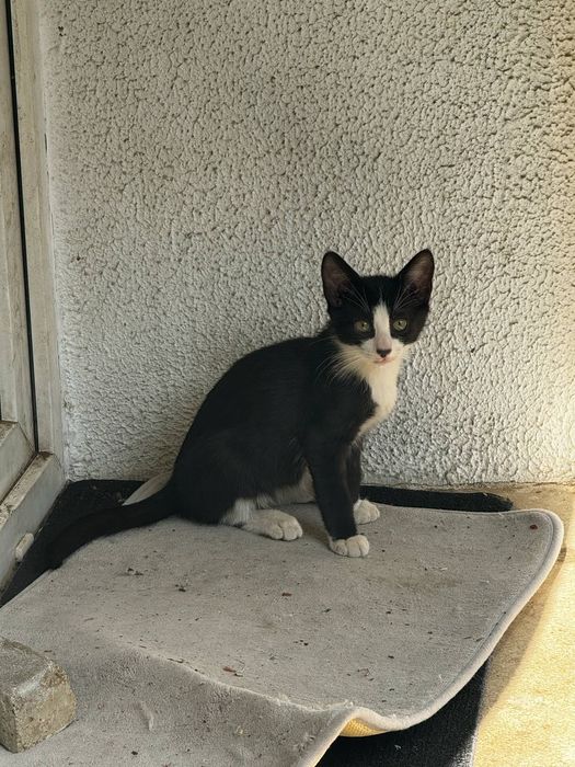 Pisicute dragute isi cauta casuta iubitoare