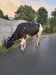 Vacă și juninca holstein