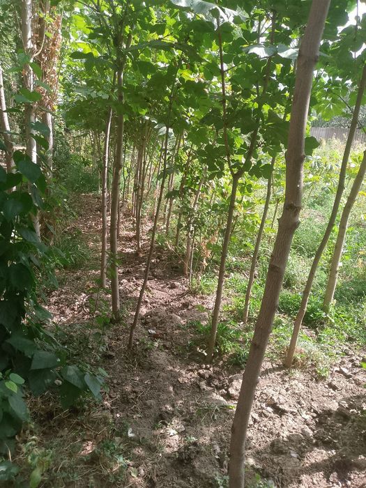 Kashtan daraxti ko'chatlari sotiladi