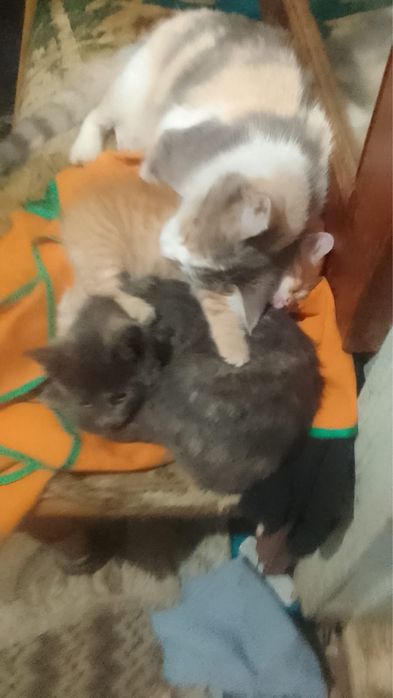 Кошечки в ЗАБОТЛИВЫЕ руки