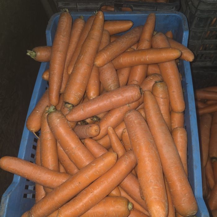 Vand morcovi,patrunjel,pastarnac