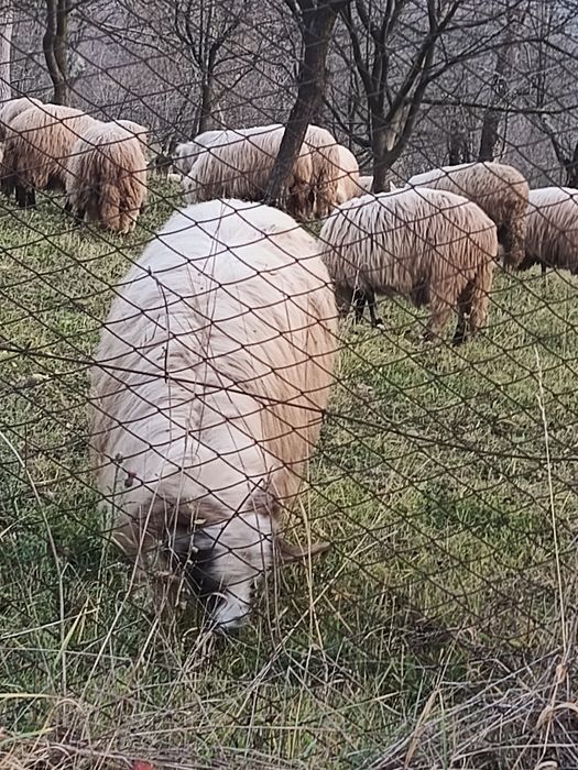 Vând oi turcane  oacheșe