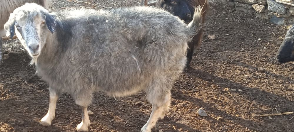 Продаем  коз и козла . Ешки сатылады