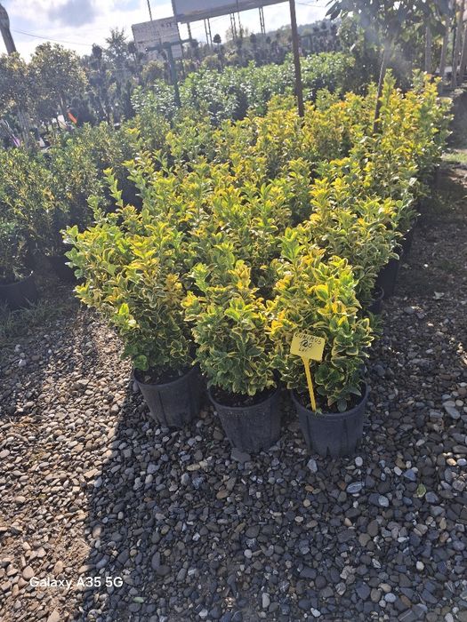 Vând plante ornamentale și livrez