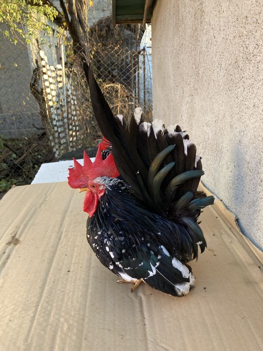 Frumuseti pt orice curti si grădini de vânzare !