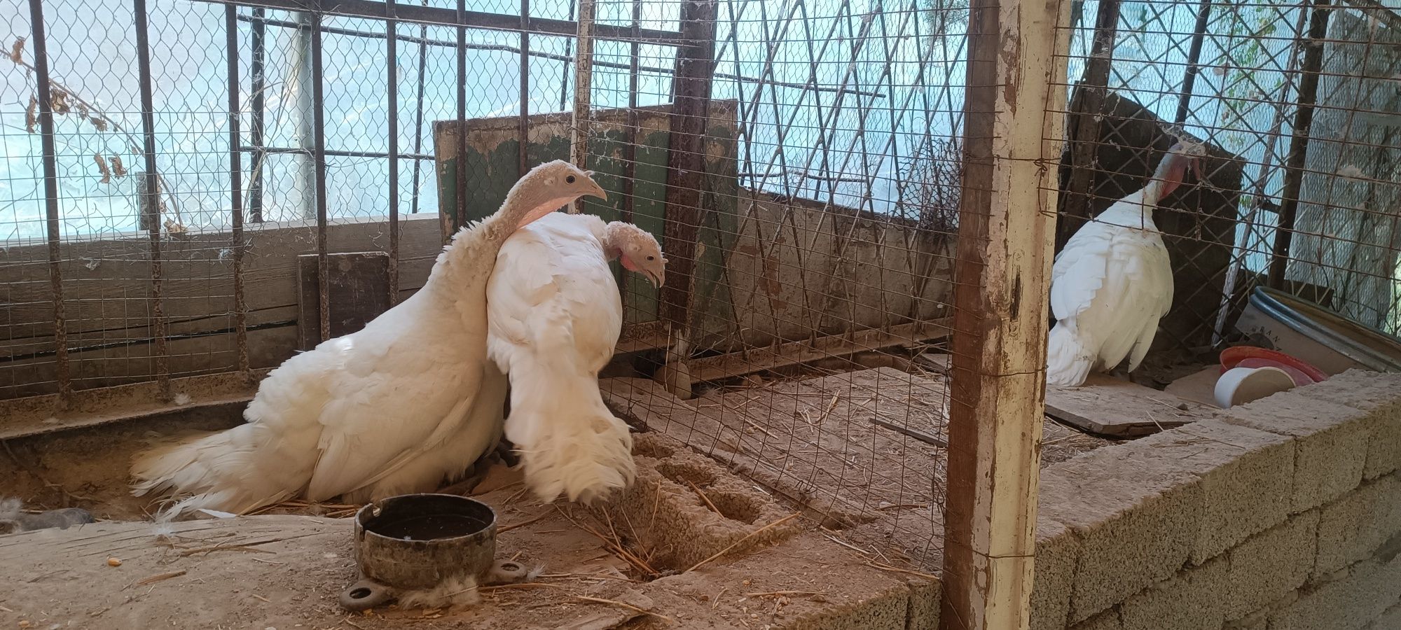 Индюки семья 3шт.
