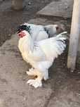 Oua gaini brahma herminat deschis si splash