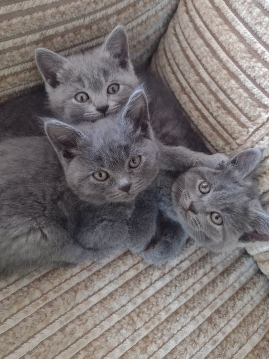 Британски късокосмести котенца на 2 месеца. Мили, добронамерена порода