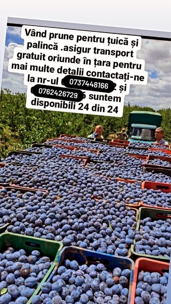 Vand prune pentru palinca