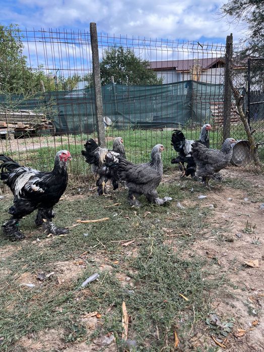 Familie Brahma herminat închis