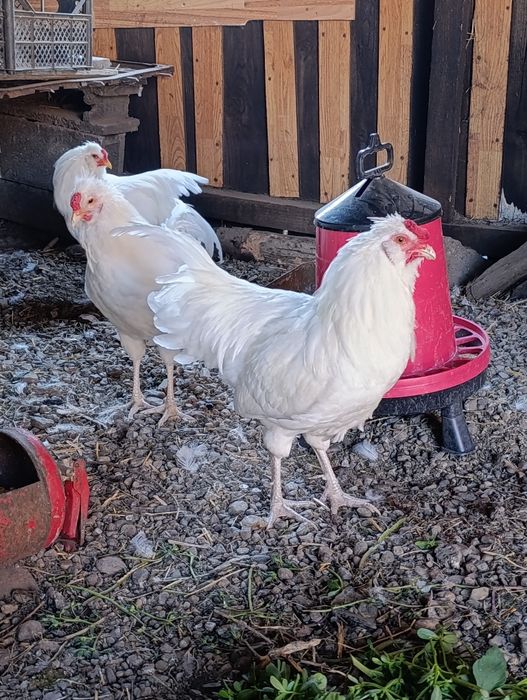 Cocoși  Schijndelaar