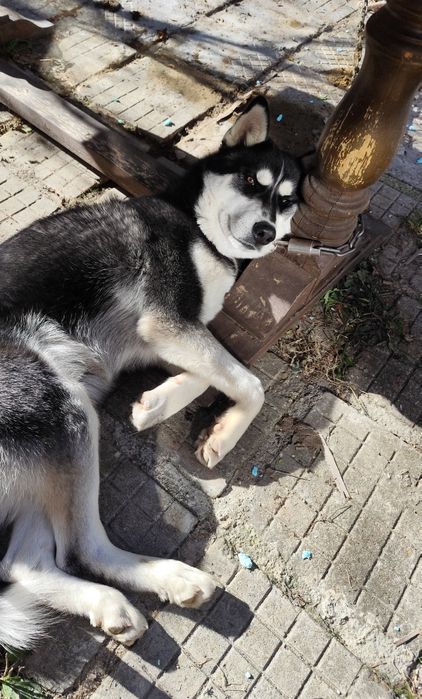 Продавам мъжко хъски