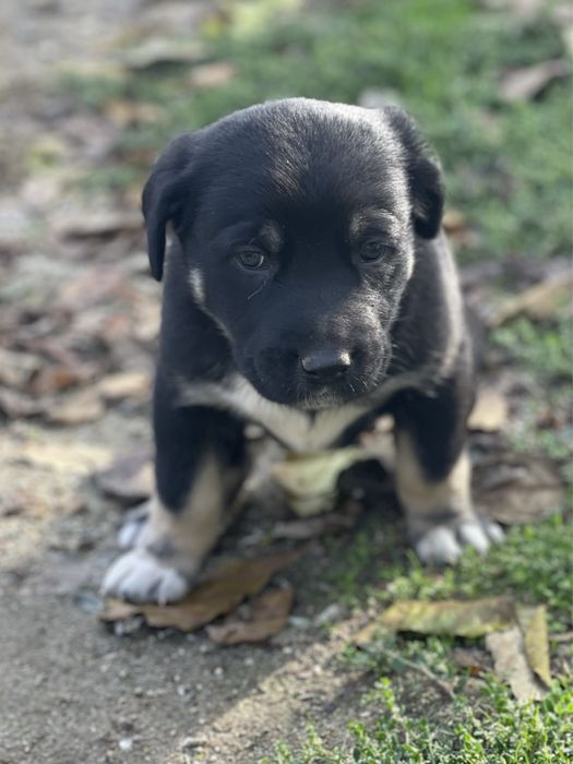 Подаряват се малки кученца кучета