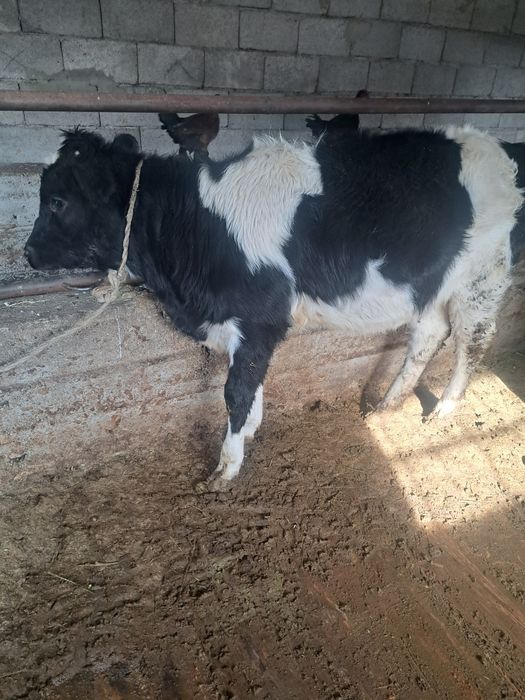 Ургашы тана сатылады