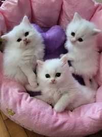 Vând pui de pisica persană de Himalaya
