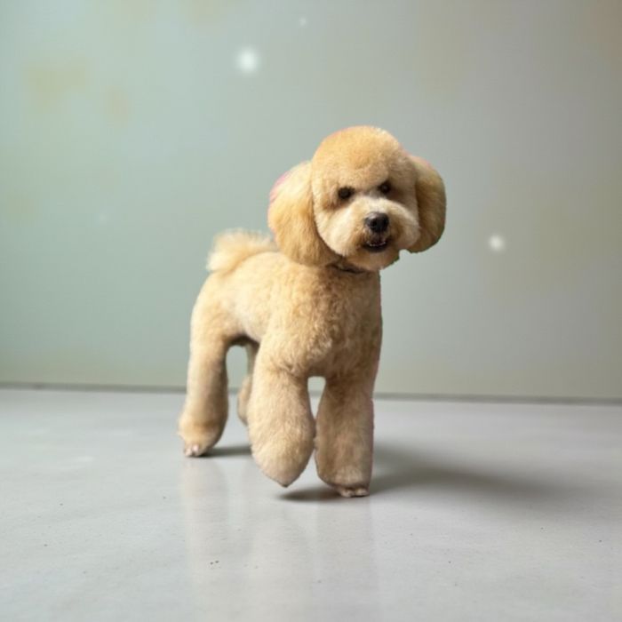 Продават се мини пуделчета