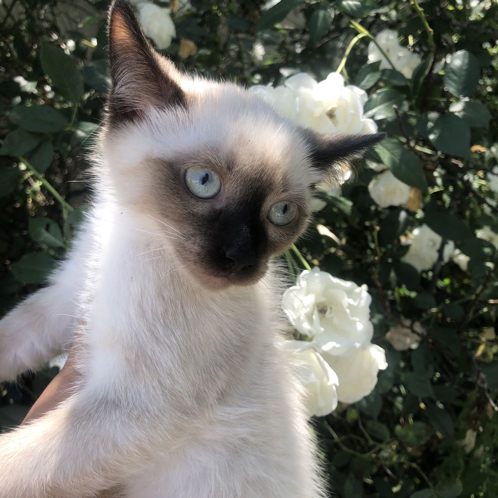 Motanel ragdoll!