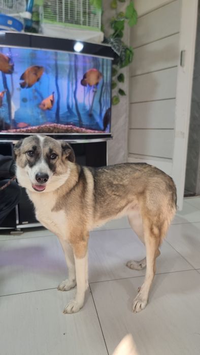 Девочка Люсси (помесь алабая)  ищет семью