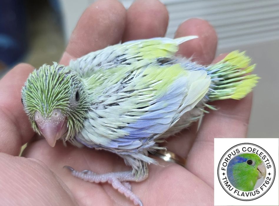 Papagali forpus coelestis