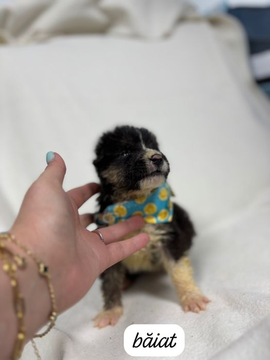 Adoptie catei sanatosi si frumosi